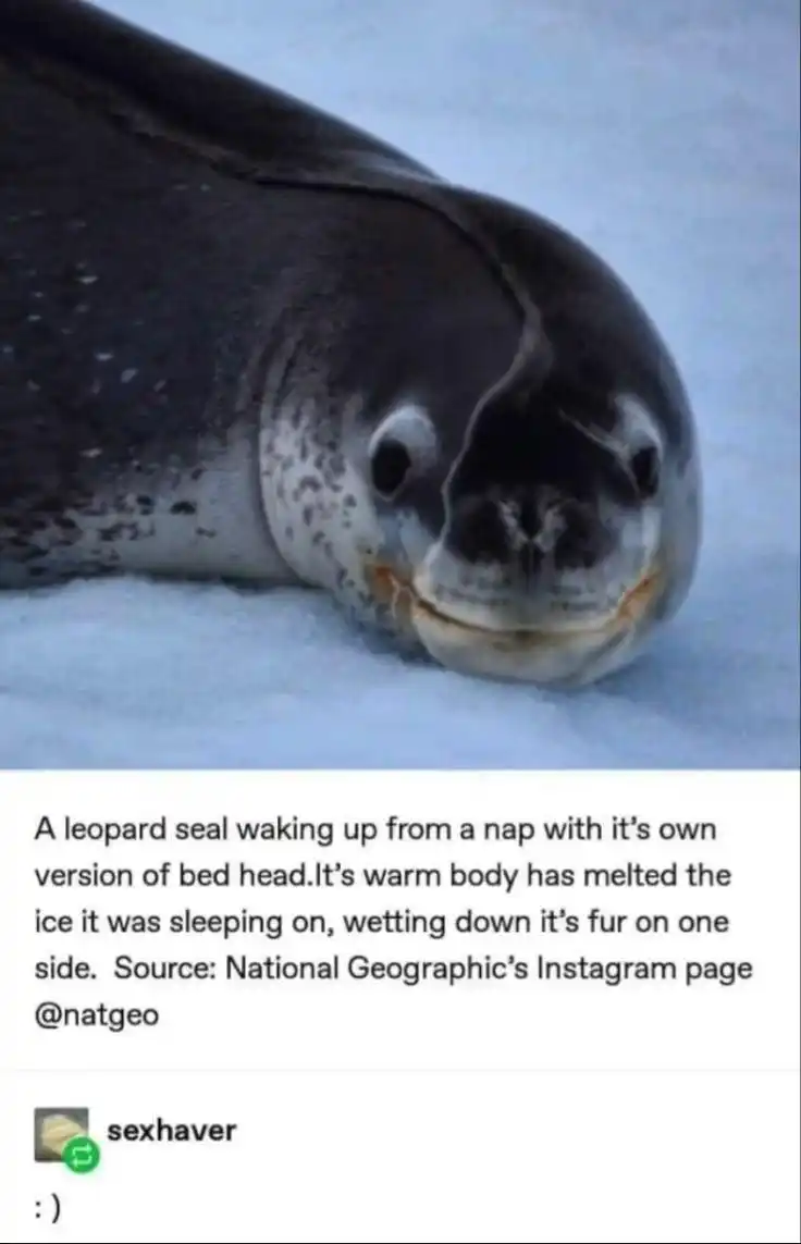 Leopard seal meme smiling on ice