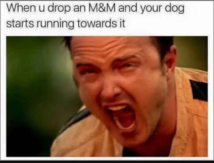 Aaron paul screaming meme stop dog eating m and m