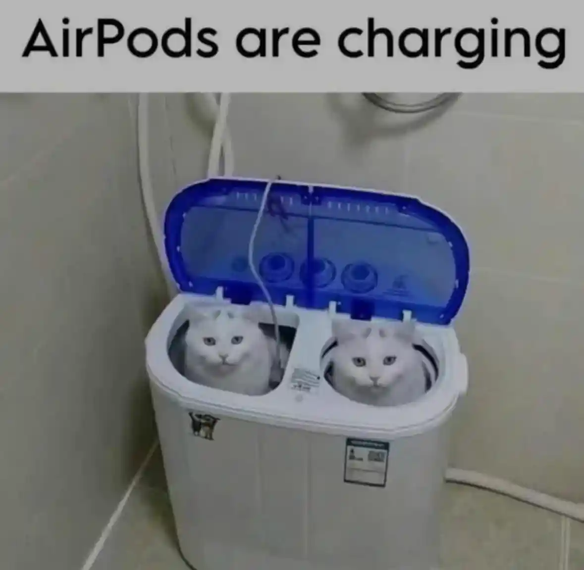 Airpods charging meme cats in twin tub