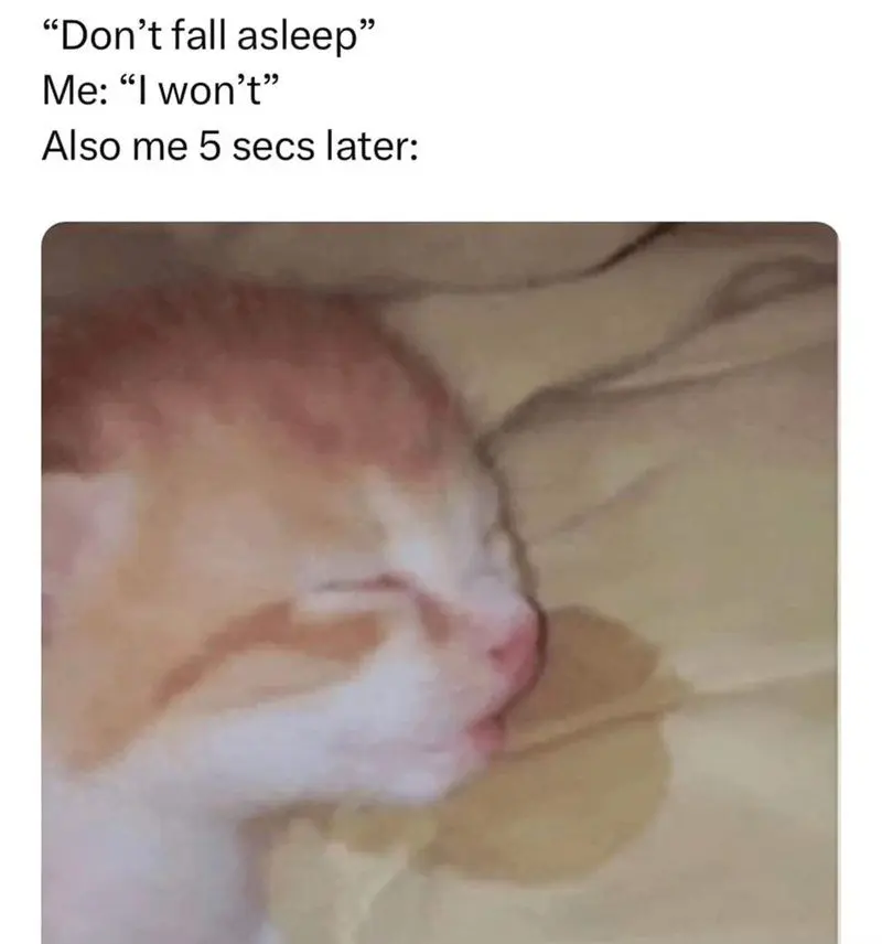 Sleepy cat meme dozes off 5 secs later