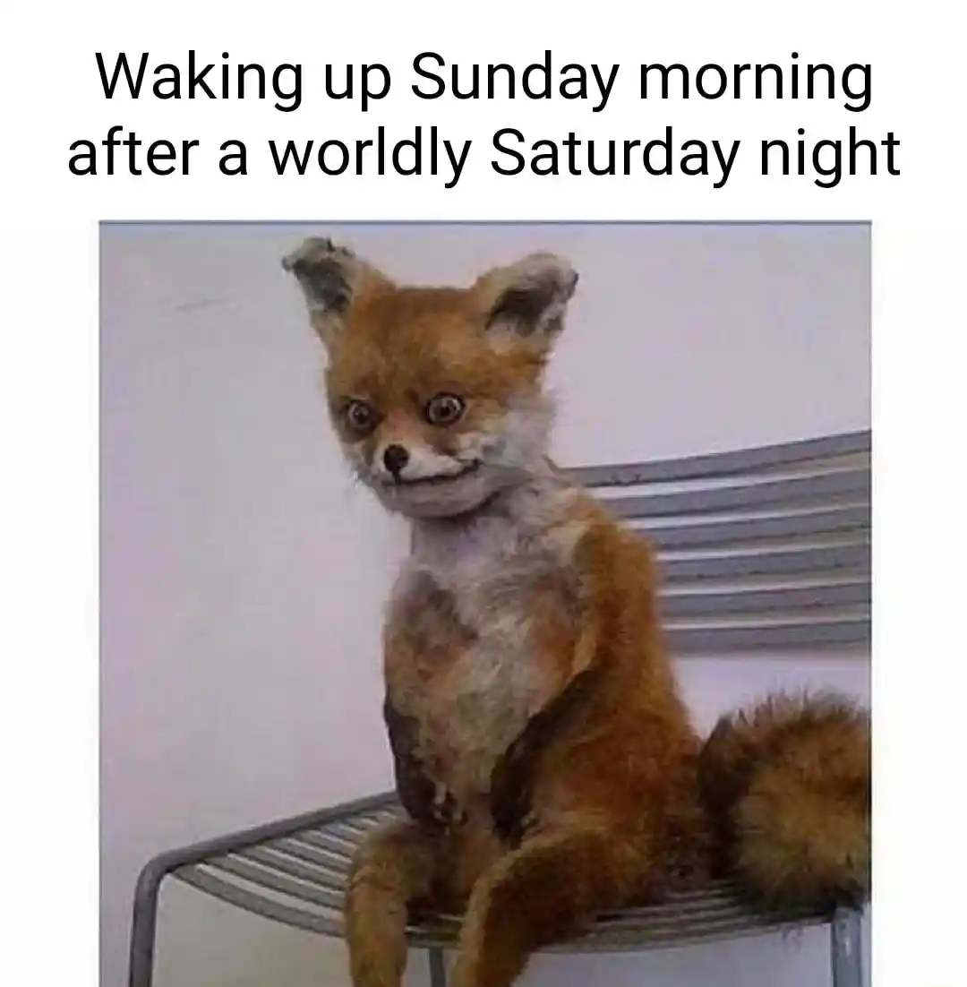 Awkward fox meme sunday morning hangover