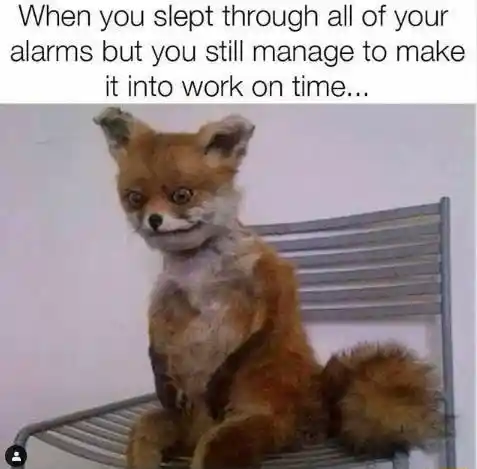 Awkward fox meme arrives at work on time