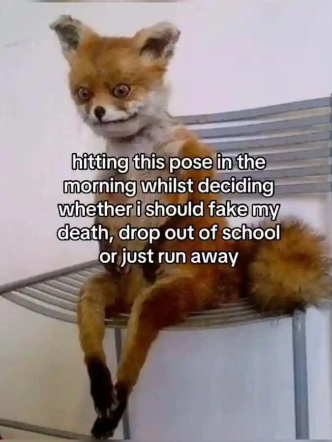 Awkward fox meme deciding to quit school