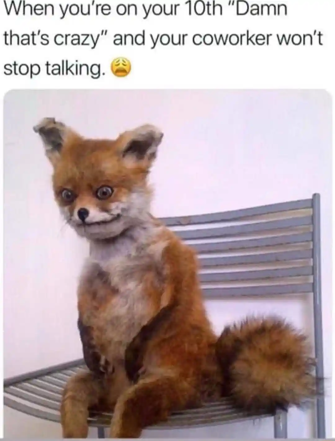 Awkward fox meme listening to coworker