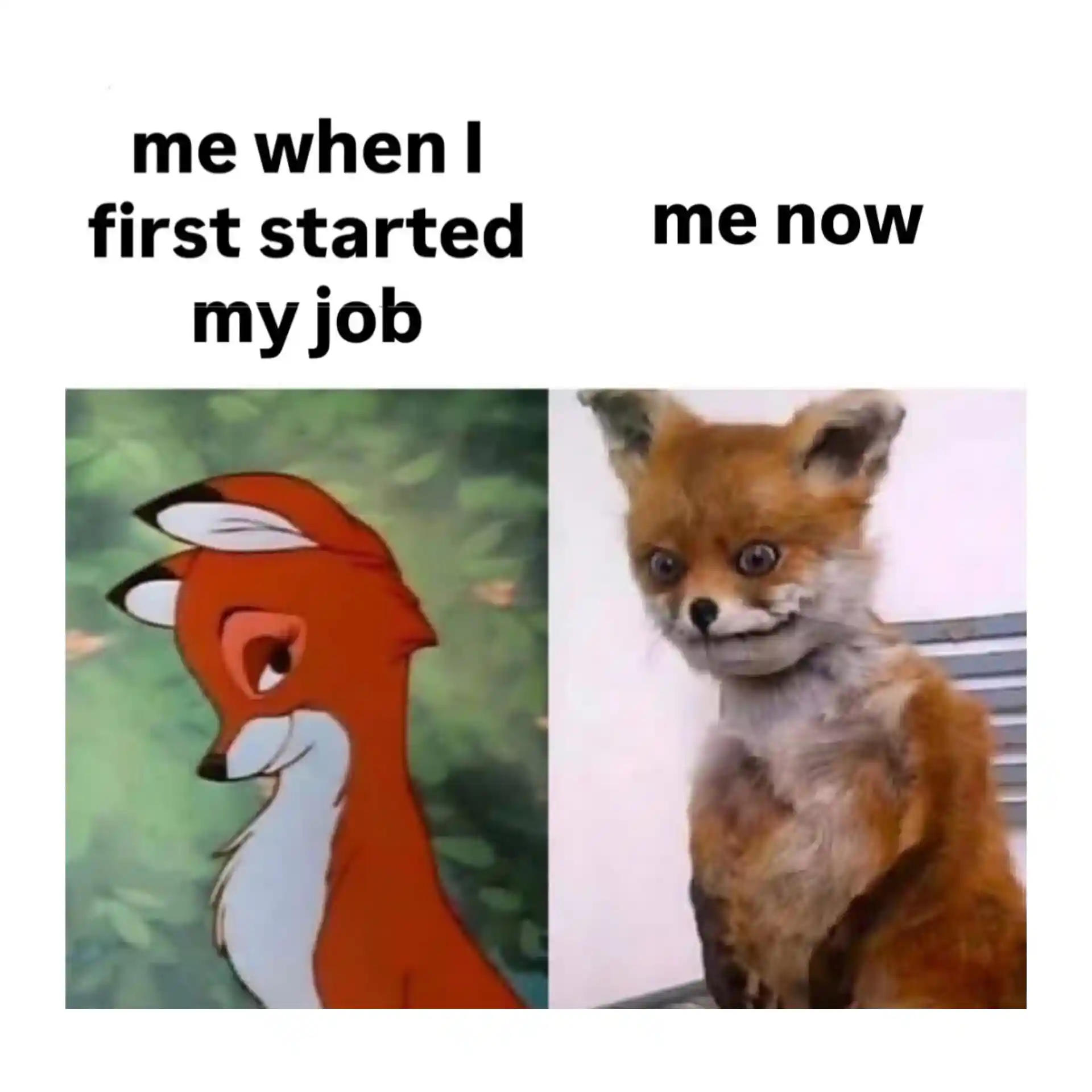 Awkward fox meme show work burnout state