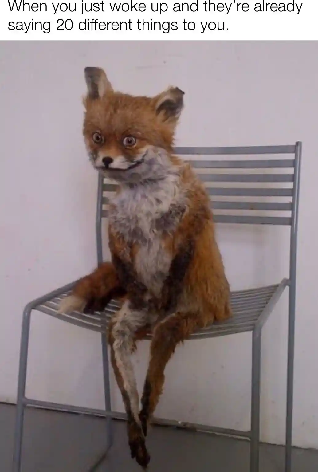 Awkward fox meme dazed after waking to many talks