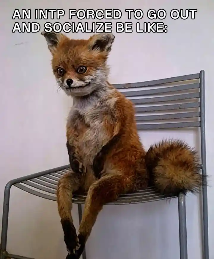 Awkward fox meme forced to socialize intp vibe