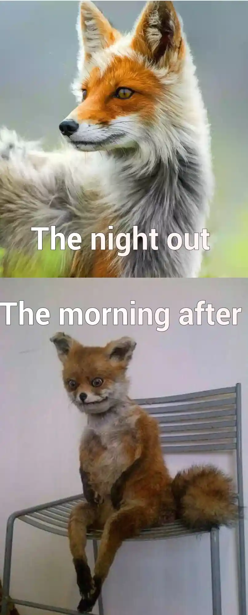 Awkward fox meme post night out hangover