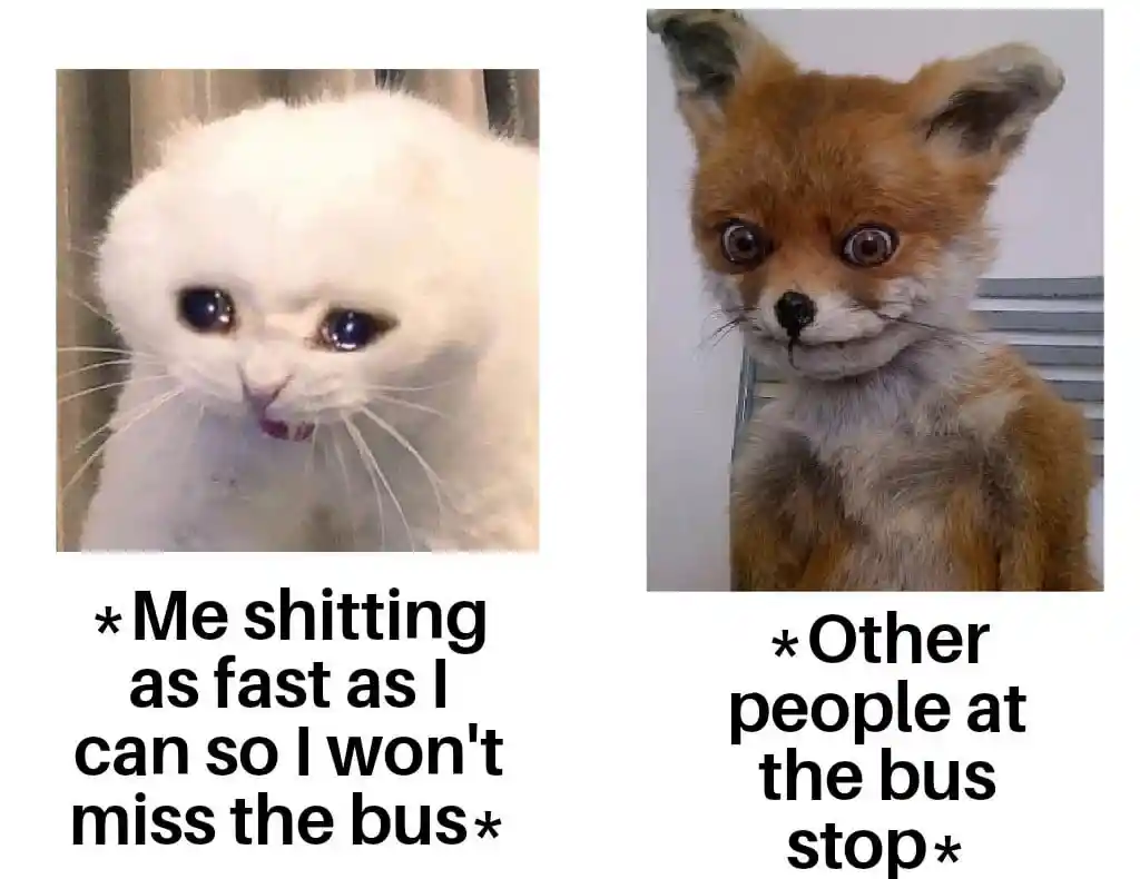 Awkward fox meme sees you rush for bus