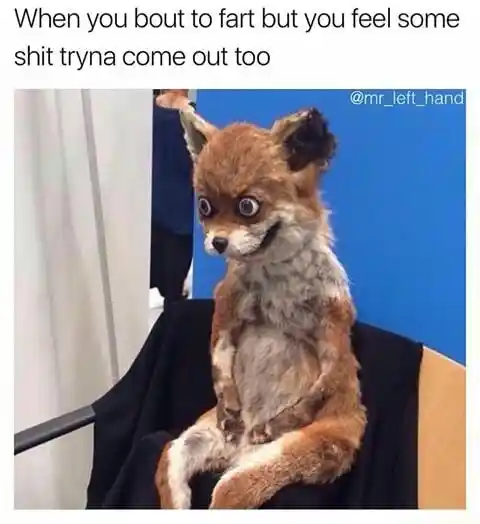 Awkward fox meme nervous about fart mess