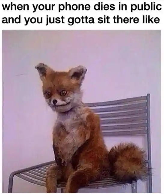 Awkward fox meme sits awkwardly no phone