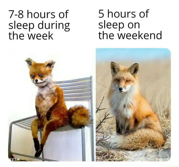 Awkward fox meme weekday weekend sleep