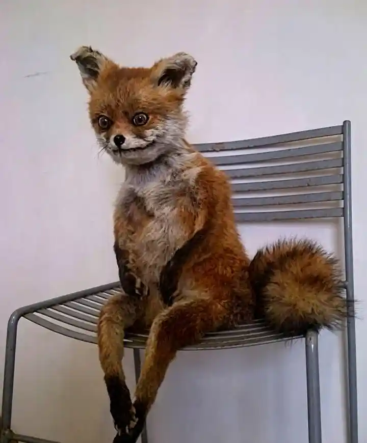 awkward fox meme template