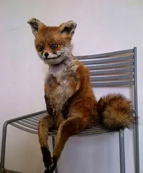 awkward fox meme