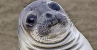 Awkward moment seal meme