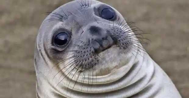 awkward situation seal meme template