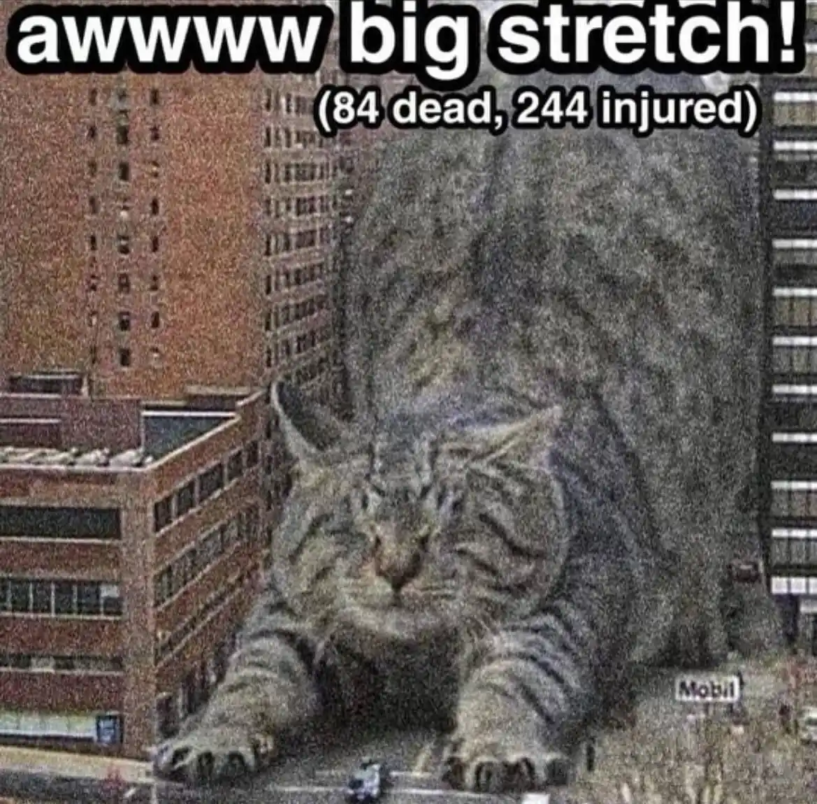 Giant cat stretch meme ruining city