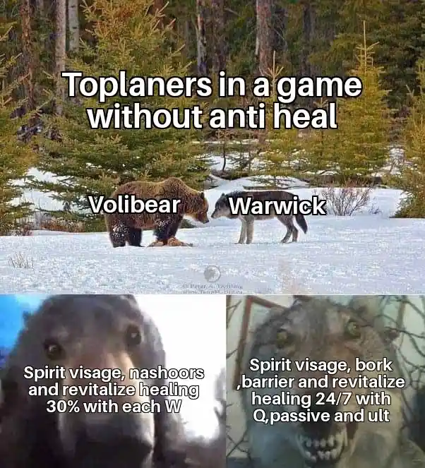 Bear and wolf staring meme no anti heal