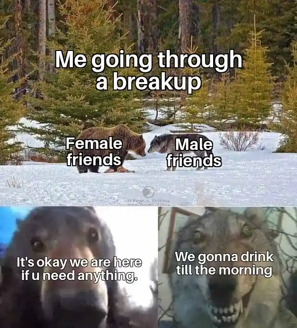 Bear and wolf staring meme help me over breakup