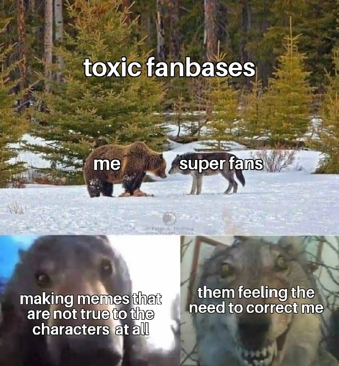 Bear and wolf staring meme dealing with toxic super fans correcting me