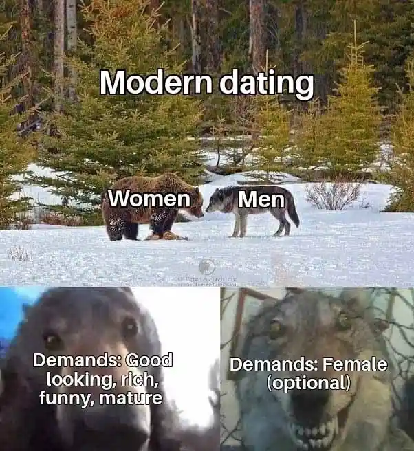 Bear and wolf staring meme modern dating