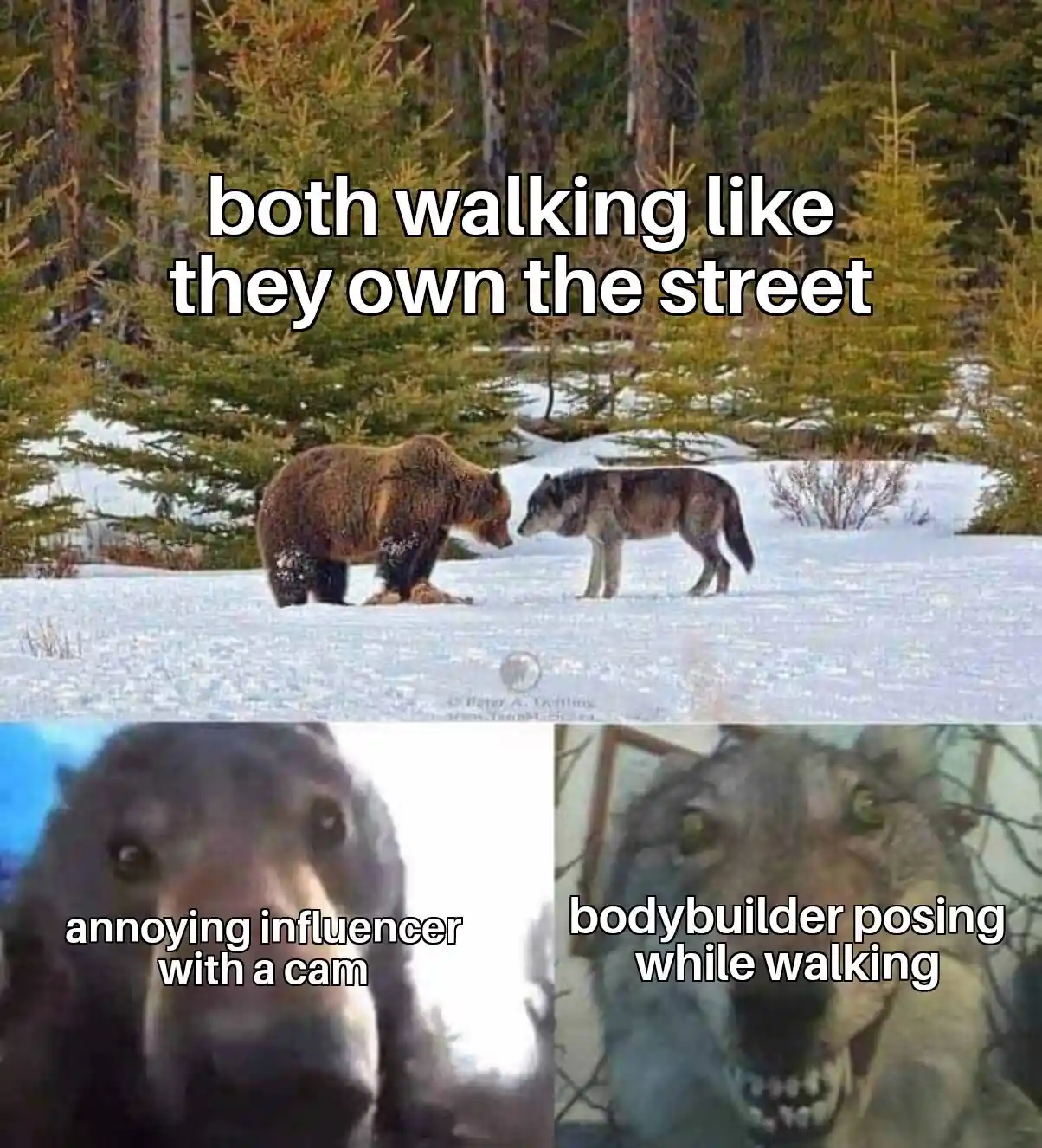 Bear and wolf staring meme walking like they own the street