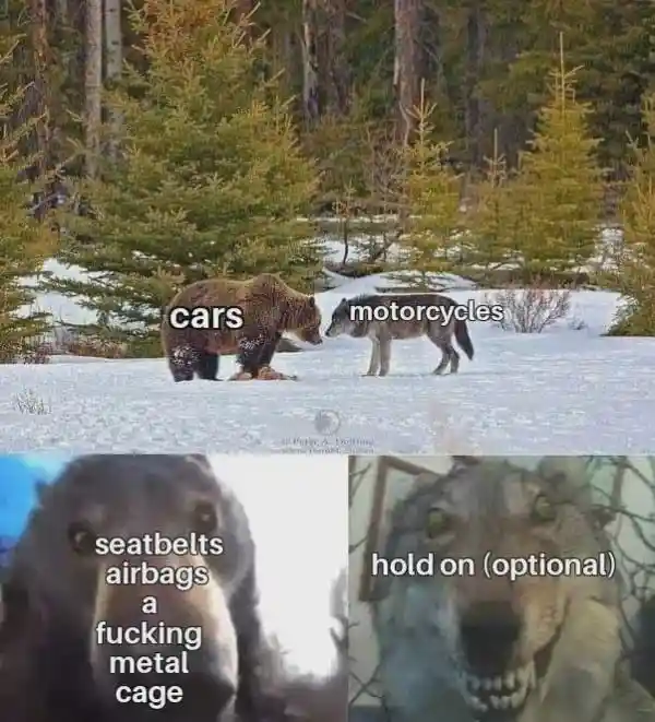 Bear and wolf staring meme cars vs bikes