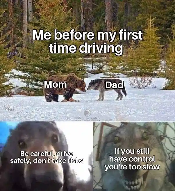 Bear and wolf staring meme parents give opposite driving tips