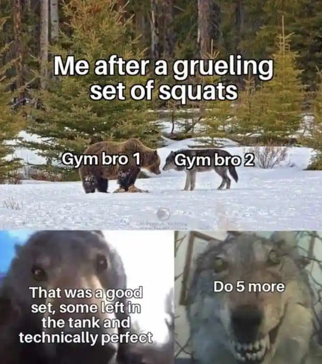 Bear and wolf staring meme Gym bros ask 5 more squats