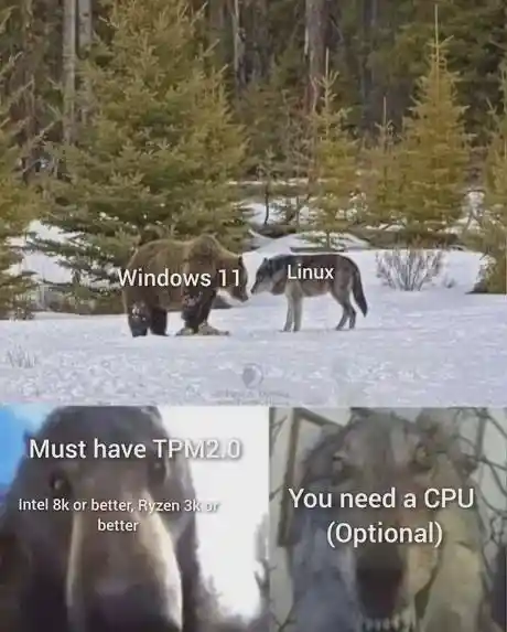 Bear and wolf staring meme show os specs
