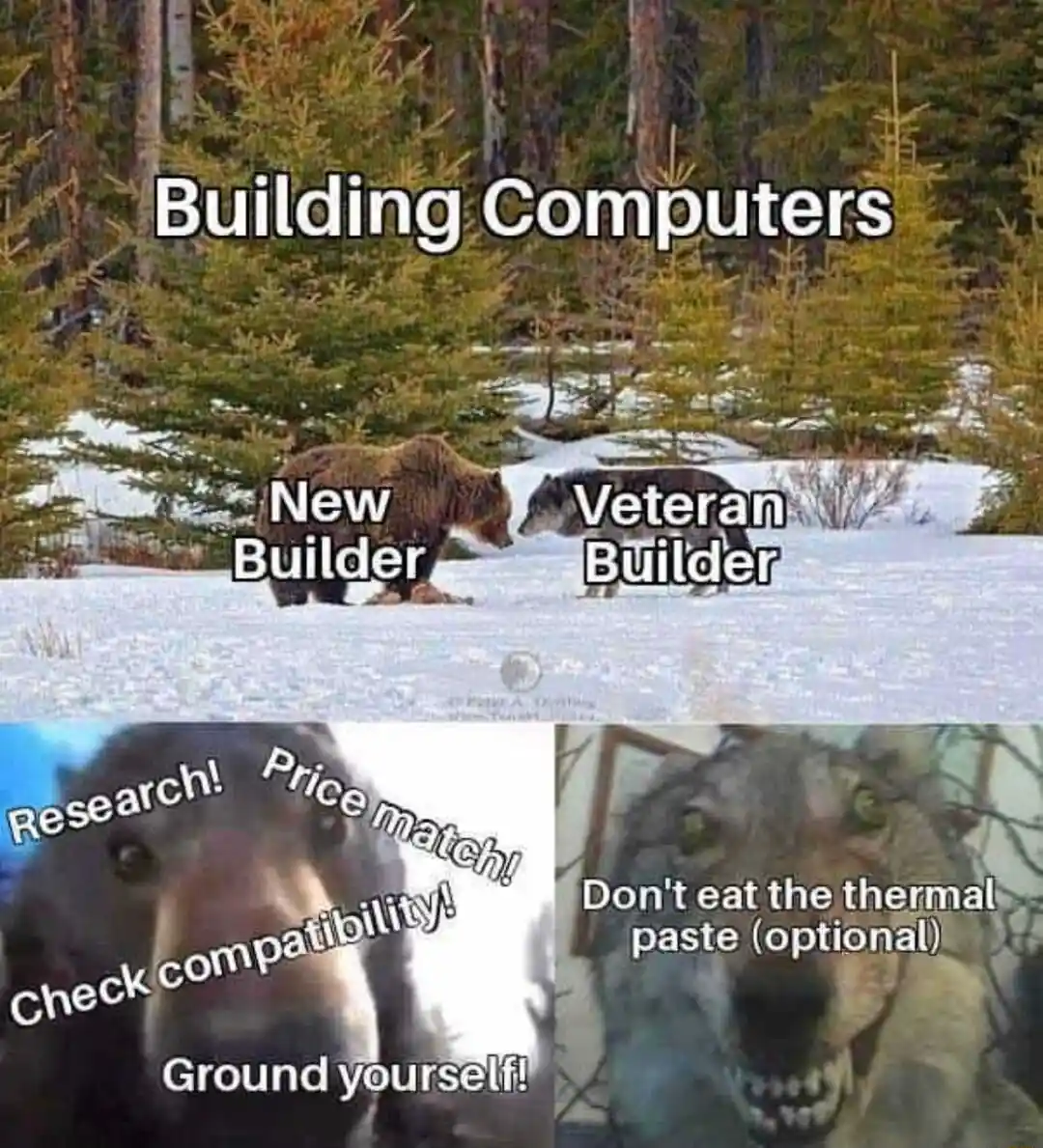 Bear and wolf staring meme pc build tips
