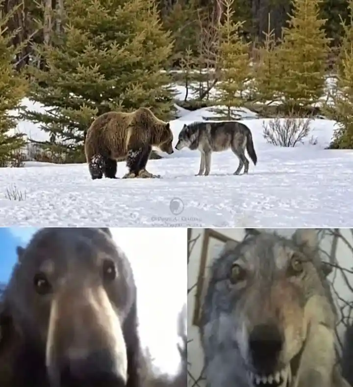Bear and wolf staring meme template