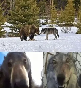 Bear and wolf staring meme