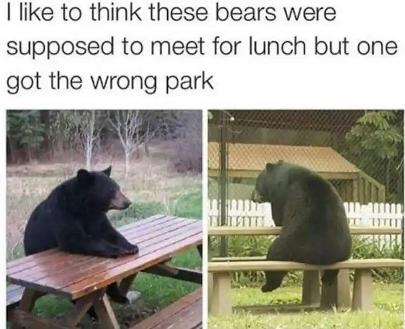 Bear waiting meme miss lunch wrong park