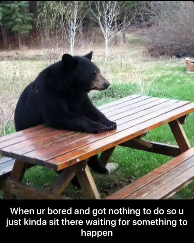 Bear waiting meme sitting bored waiting