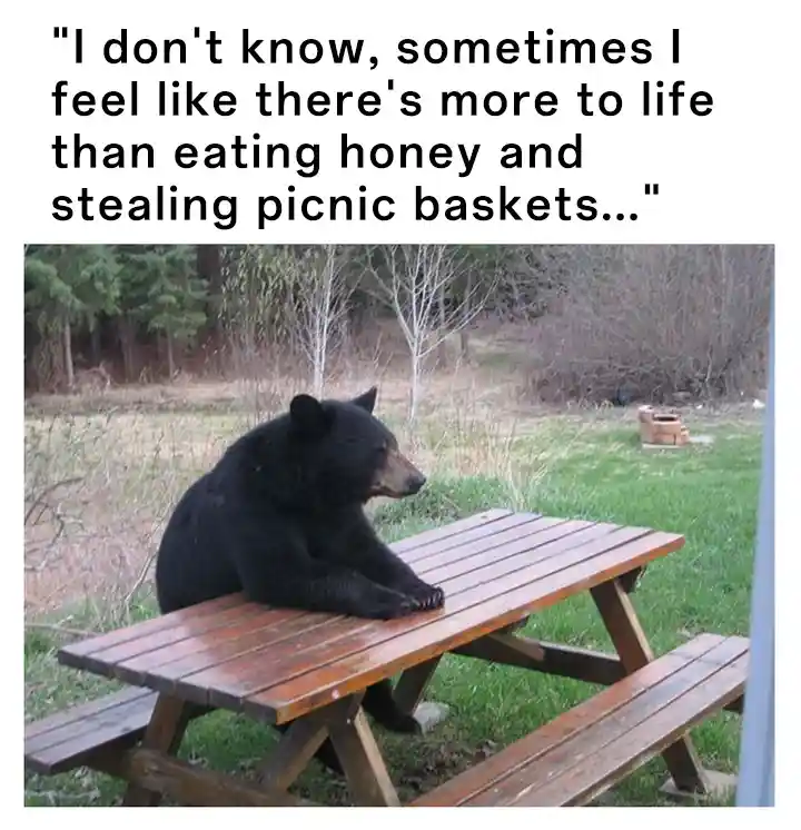 Bear waiting meme pondering life outside