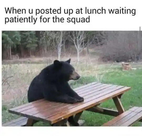 Bear waiting meme wait for lunch squad