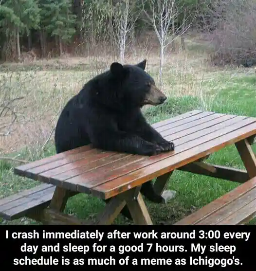 Bear waiting meme for post work nap