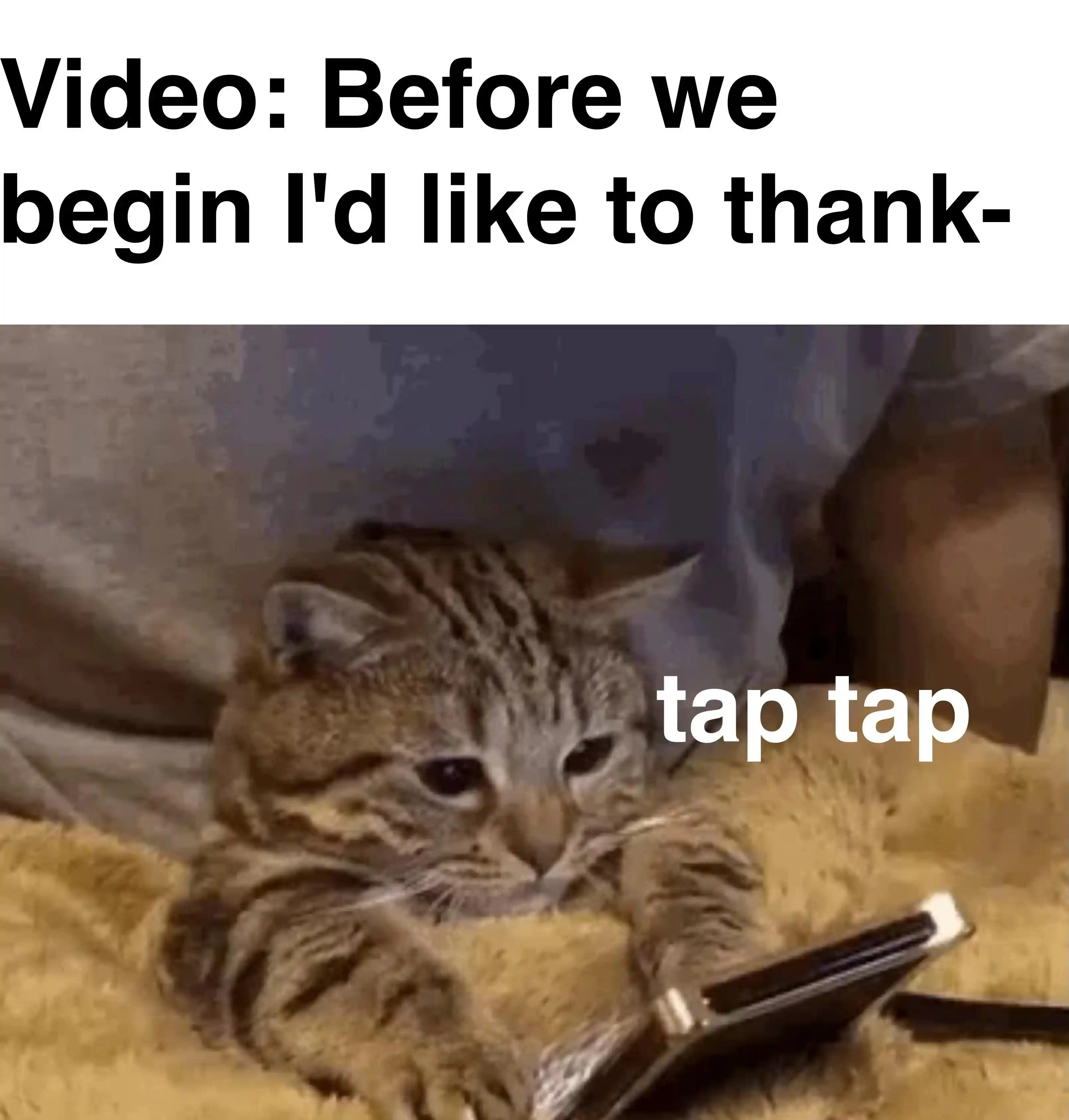 Cat tapping phone meme interrupts thank you speech