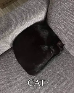 Black cat squared meme curled on couch