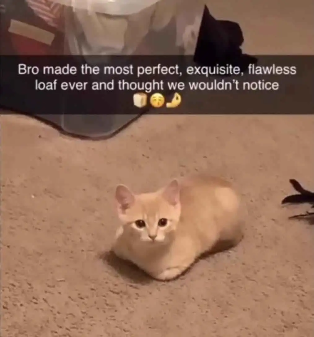 Perfect cat loaf meme looking innocent