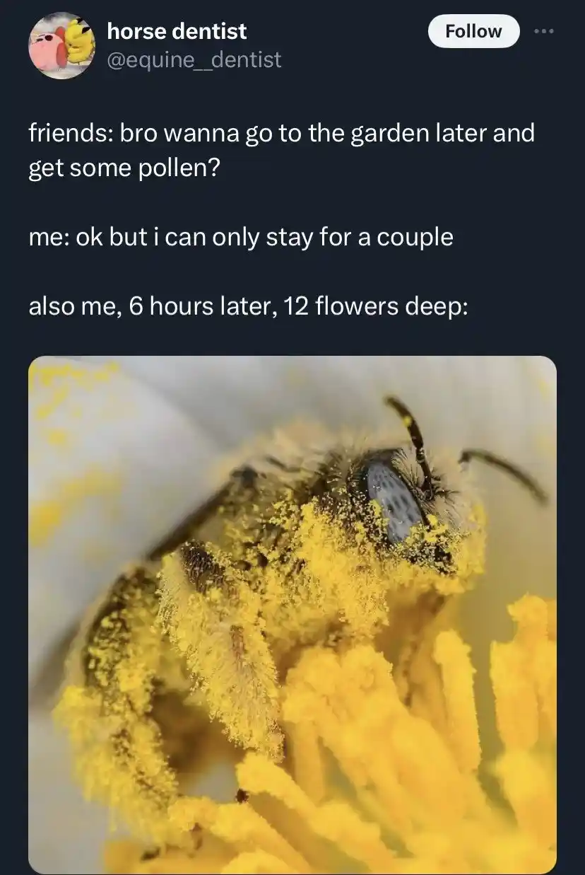 Bee pollen meme 6 hrs covered in pollen