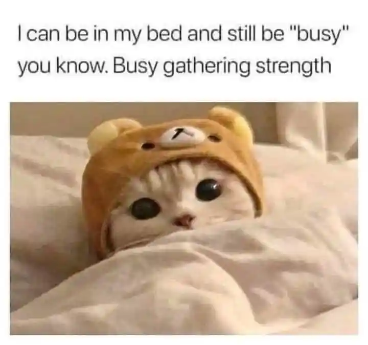 Bed cat gathering strength meme relaxing