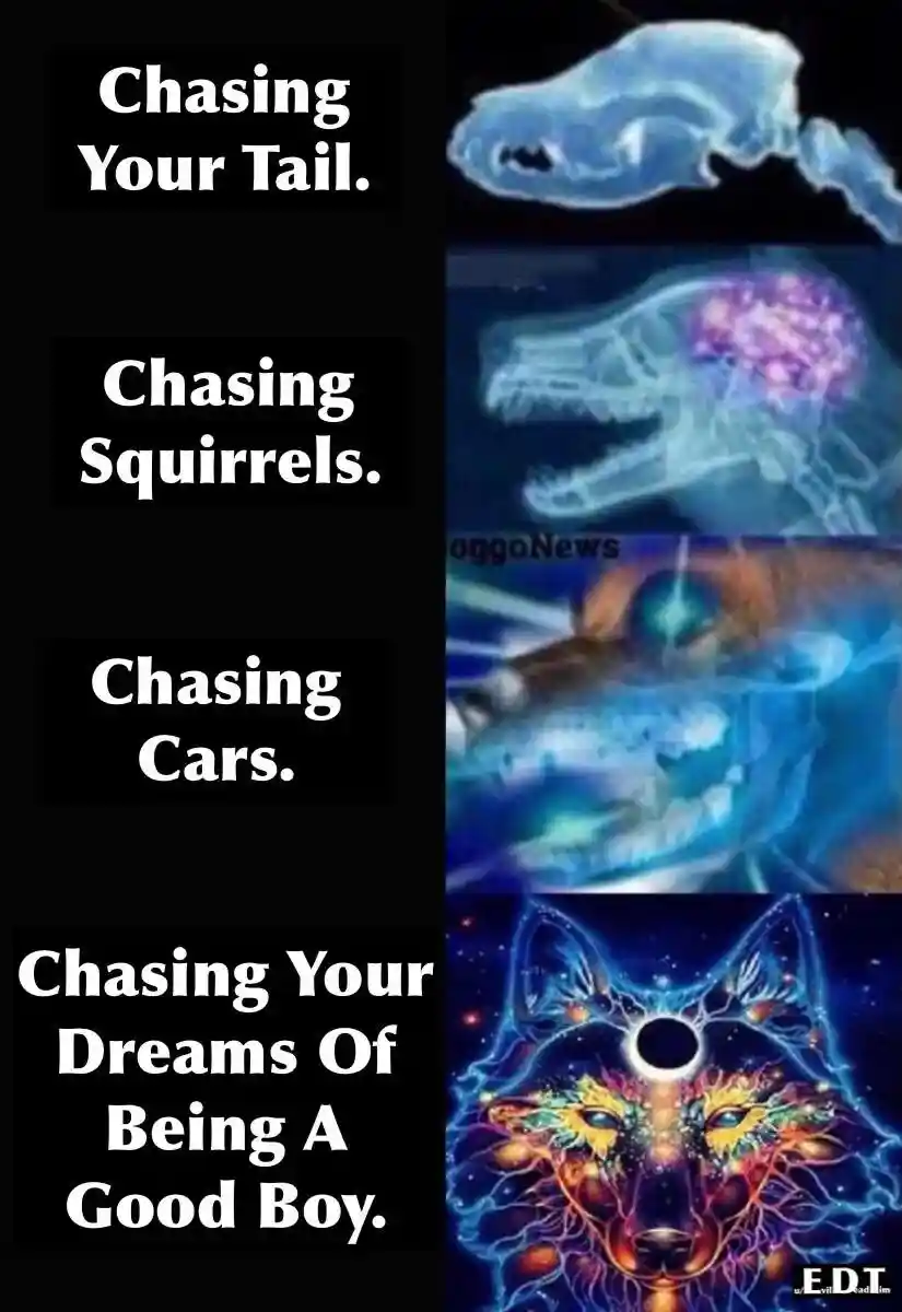Dog chasing meme evolving to be good boy