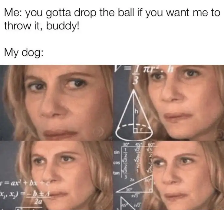 Confused math lady meme dog confused over fetch