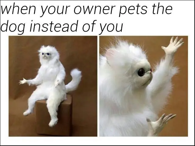 White monkey meme mad when owner pets dog