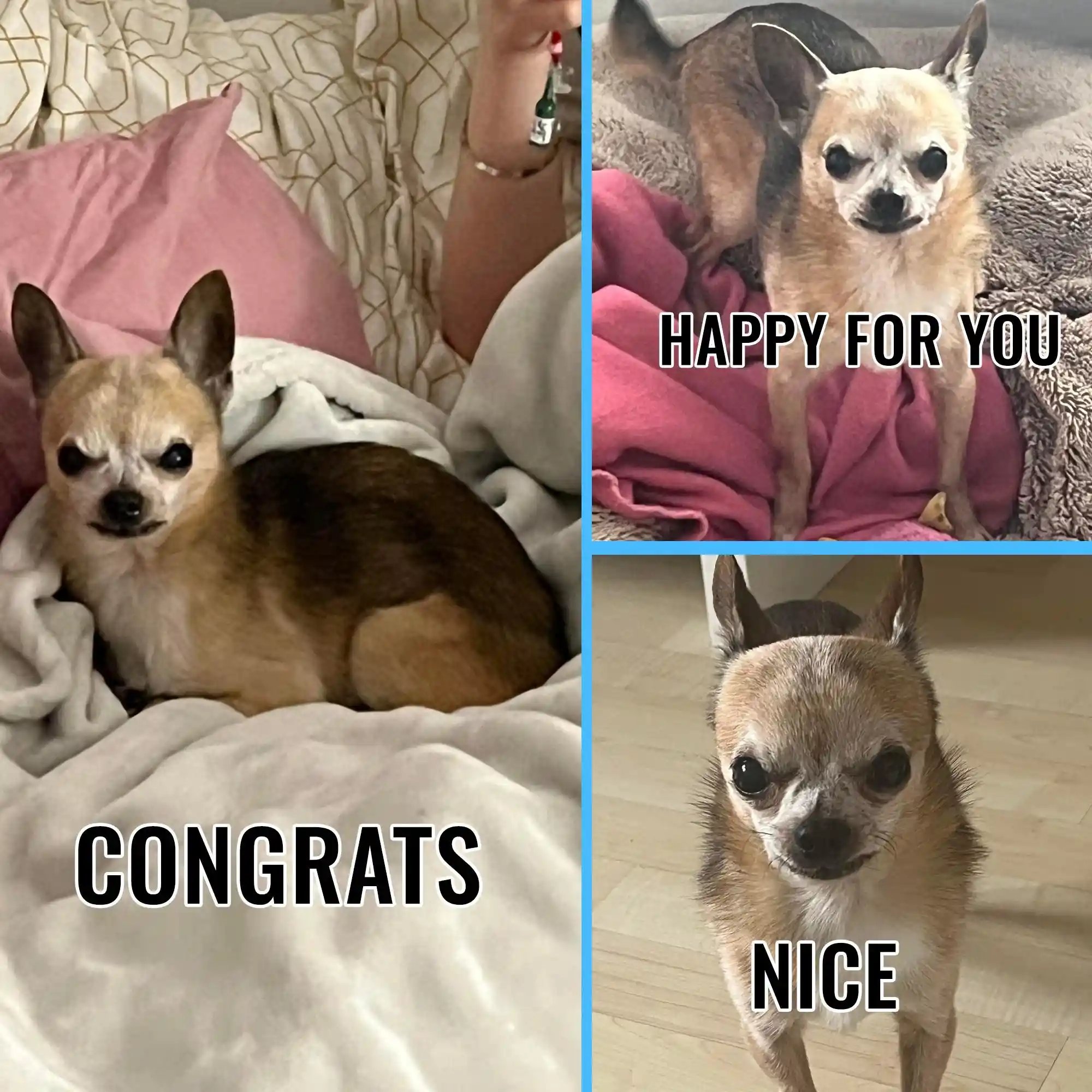 Congrats happy for you meme fake nice