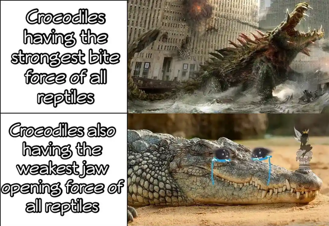 Crocodile bite force meme crying over weak jaw