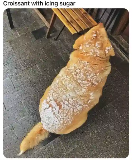 Croissant with icing sugar meme fat dog