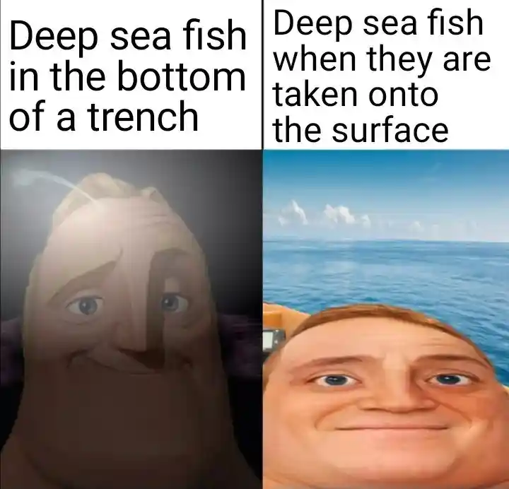 Deep sea fish meme in trench and surface